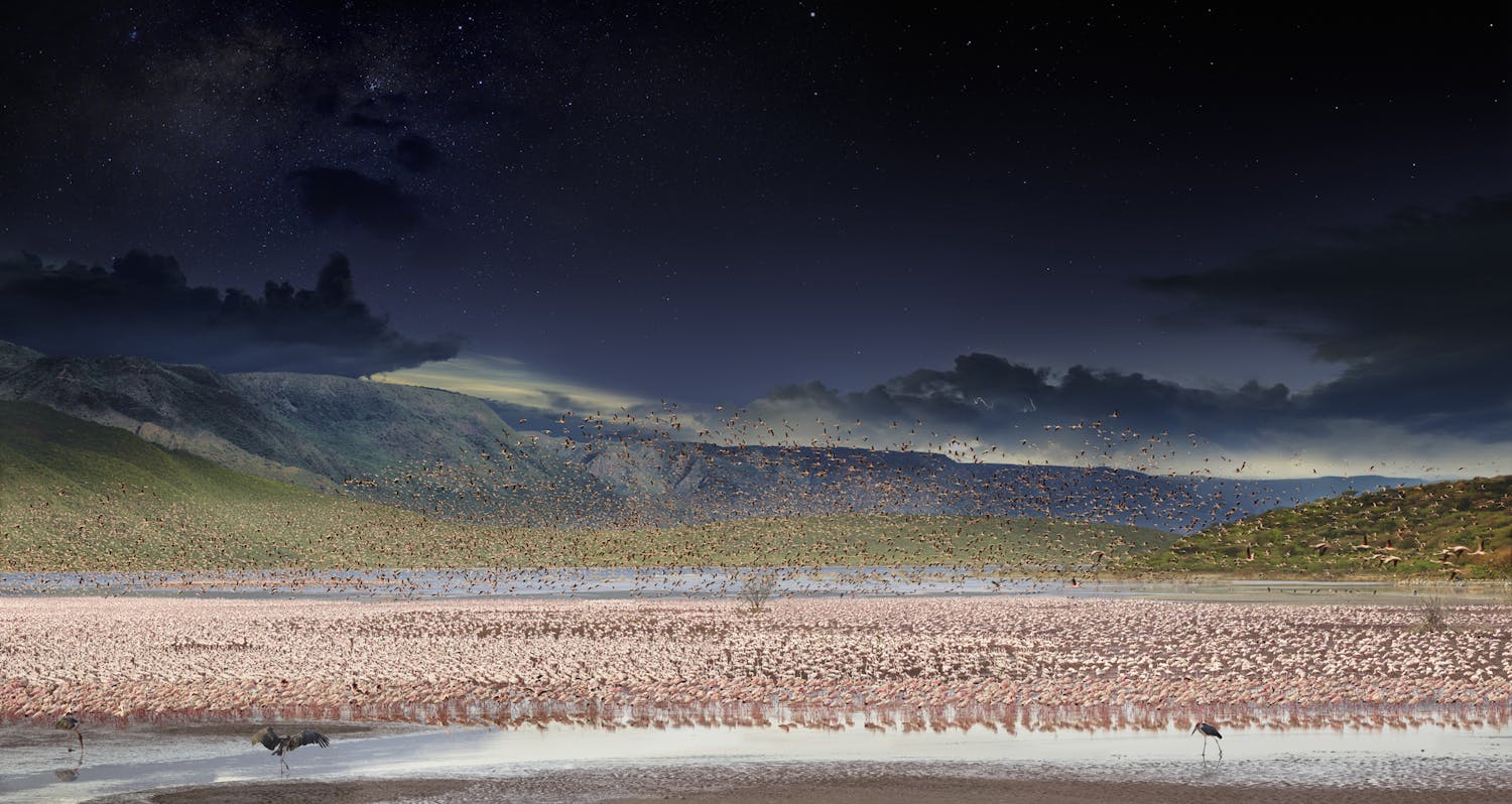 Panoramabillede af flamingoer ved Bogoriasøen i Kenya